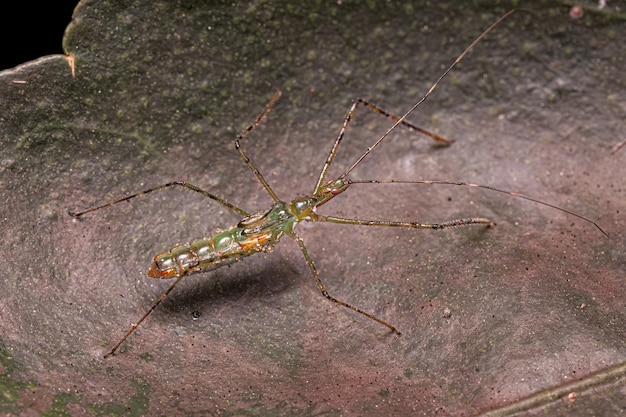 Ninfa insecto asesino