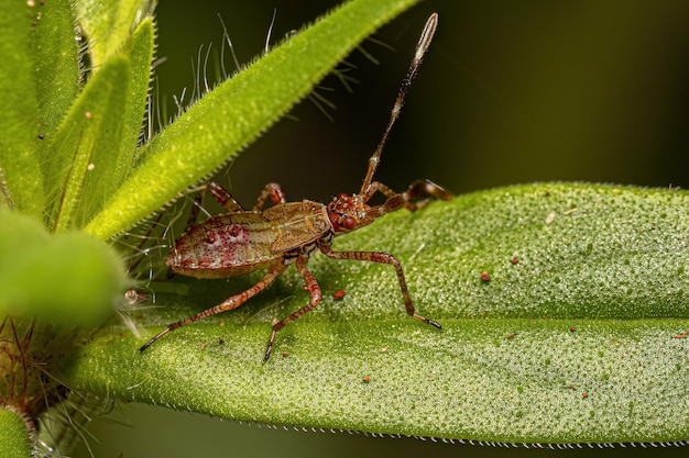 Ninfa de insecto pentatomomorfo