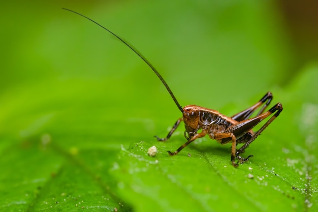 Ninfa oscura del grillo arbusto (Pholidoptera griseoaptera) sentada sobre una hoja.