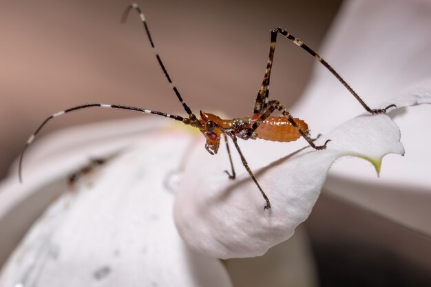 Ninfa de los saltamontes americanos de la subfamilia Phaneropterinae