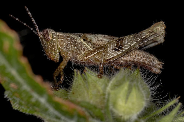 Ninfa de saltamontes de cuernos cortos de la tribu Abracrini