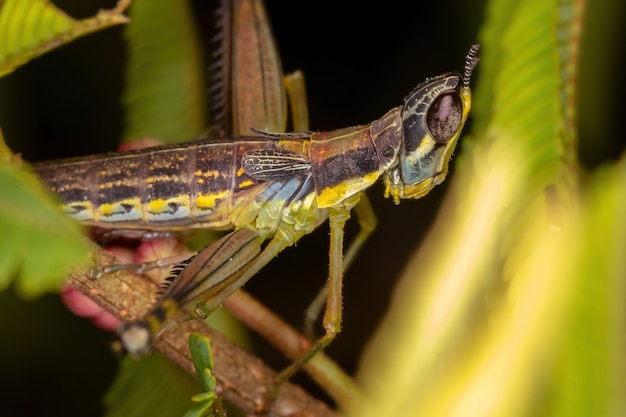 Ninfa del saltamontes mono de la familia Eumastacidae