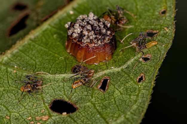 Ninfas de insecto asesino con huevos