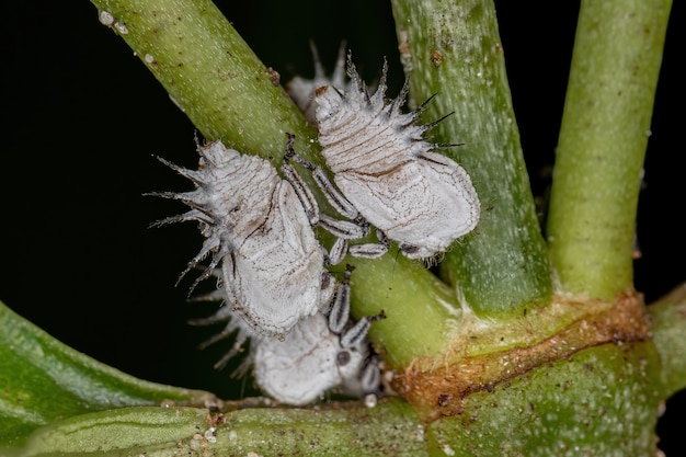 Ninfas típicas de los saltamontes de la familia Membracidae