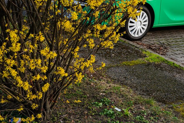 ninguém bela paisagem carro campo verão