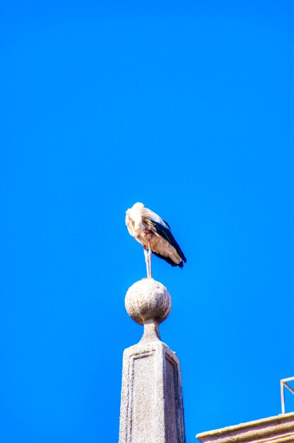 Ninho de cegonha