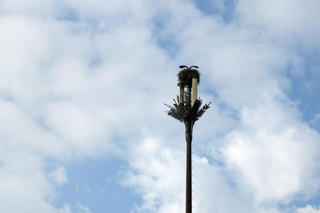 Ninho de cegonhas instalado em uma torre de antena de telecomunicações