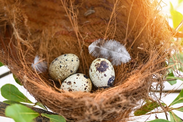 Ninho de pássaro em galho de árvore com três ovos dentro de ovos de pássaros em ninhos de pássaros e penas na floresta de verão