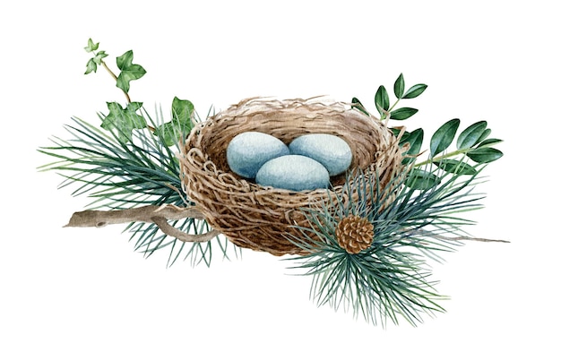 Ninho de pássaro em galhos de pinheiro Ilustração de aquarela Elemento rústico da floresta Ninho de pássaro com ovos