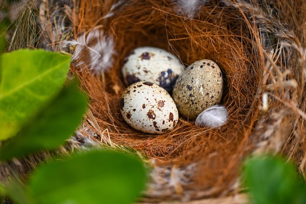 Ninho de pássaro no galho de árvore com três ovos dentro de ovos de pássaros no ninho de pássaros e penas no conceito de páscoa de ovos de floresta de verão