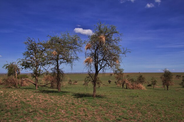 Ninho de pássaro no safari no quênia e na tanzânia, áfrica