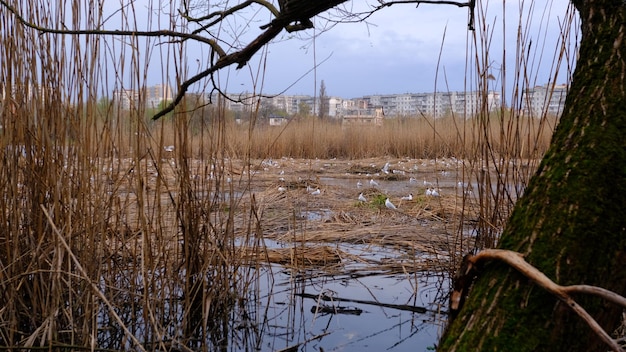 Ninho de pássaro sumy ucrânia ninho flutuante no lago cheha atmosfera de terror escuro