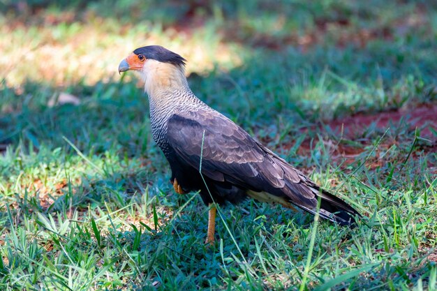 Ninho de pássaros feito com gravetos na árvore do bioma cerrado