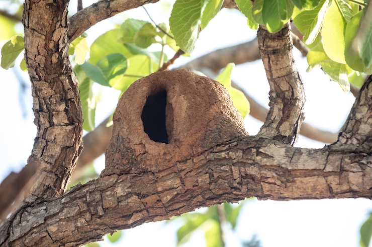 Foto ninho de pássaros joao de barro feito com terra e folhas secando no tronco da árvore