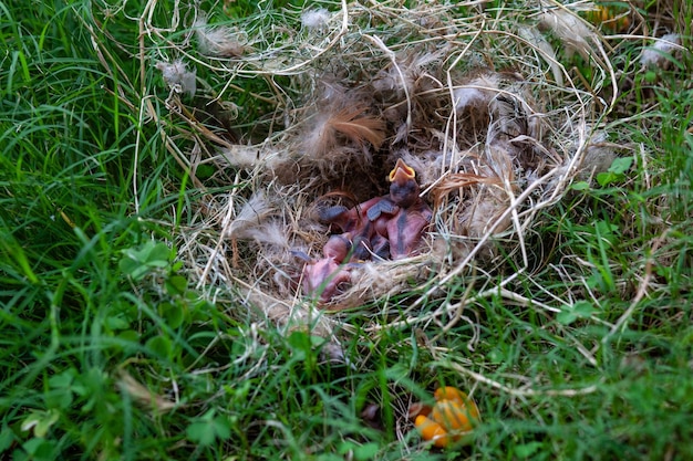 Ninho de sabiá com filhotes na grama. Profundidade superficial de campo.