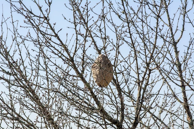 Ninho de vespas asiáticas VESPA VELUTINA NEST em uma árvore