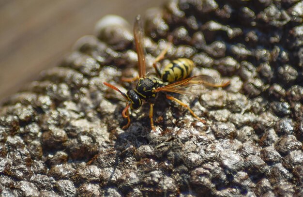 Ninho de vespas com vespas sentadas nele Wasps polist O ninho de uma família de vespas que é tirado de perto