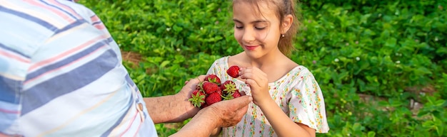 El niño y la abuela recogen fresas en el jardín Enfoque selectivo