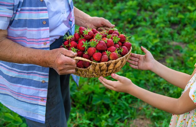 El niño y la abuela recogen fresas en el jardín. Niño.