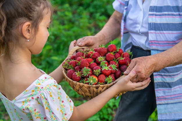 El niño y la abuela recogen fresas en el jardín. Niño.