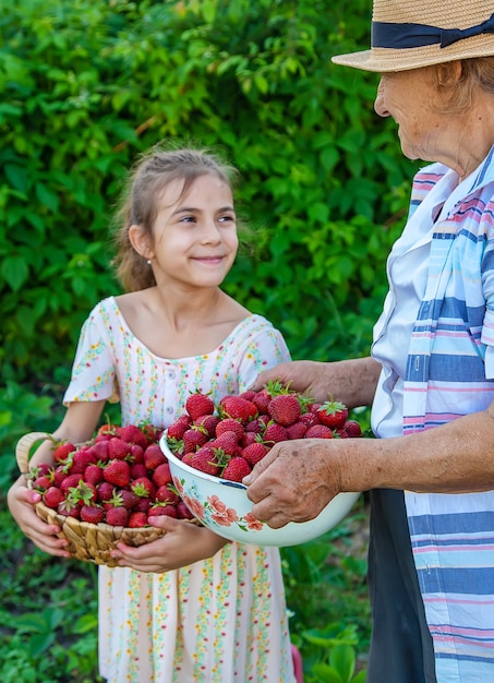 El niño y la abuela recogen fresas en el jardín. Niño.