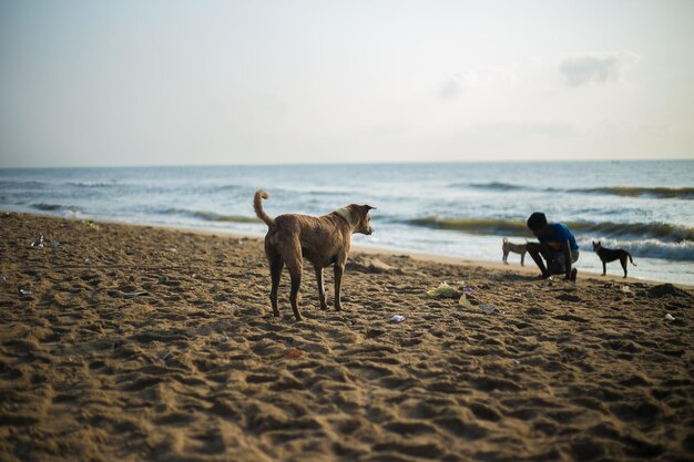 Foto niño agachado por perros callejeros en la playa