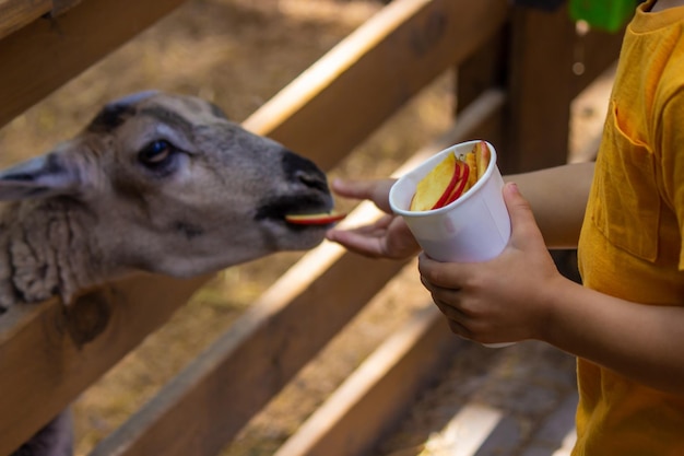 El niño alimenta a los animales en el zoológico.