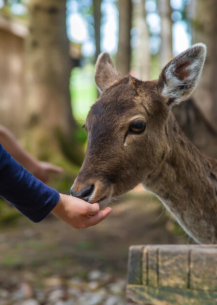 Un niño alimenta a un ciervo en el bosque Enfoque selectivo