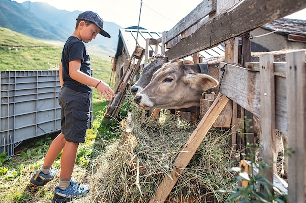 Un niño alimenta con hierba a las vacas.