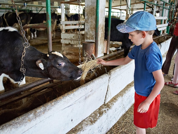 Niño alimentando ternera con heno en la granja