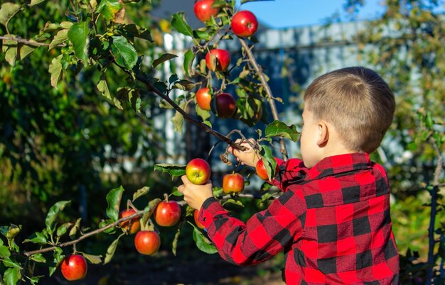 Un niño arranca una manzana de un árbol en el jardín Cosecha en la granja