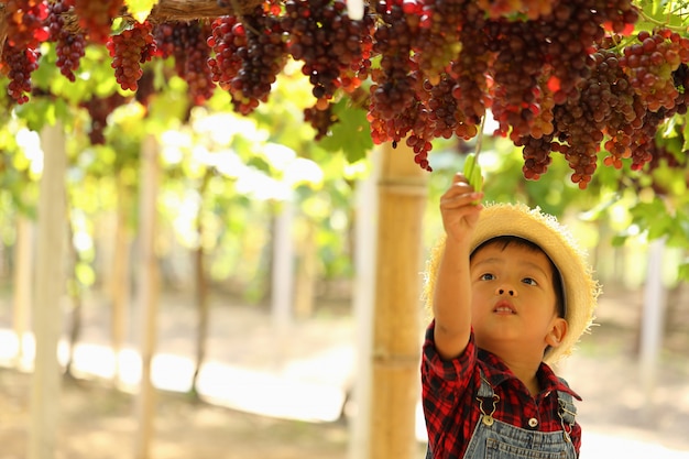 Un niño asiático está recogiendo un racimo de uvas en la mañana.