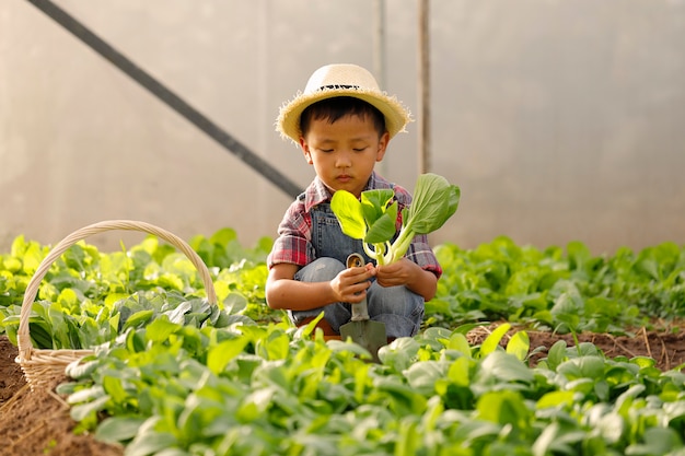 Un niño asiático está recogiendo verduras de una parcela en una casa orgánica.