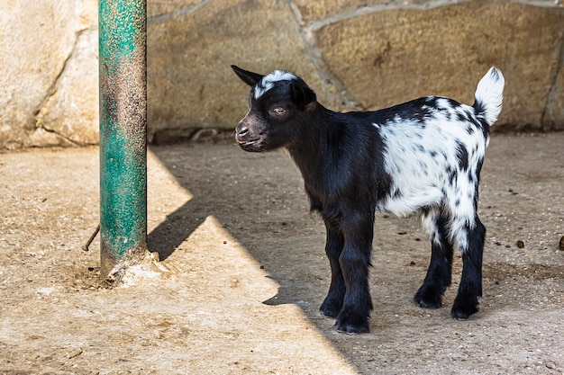 Niño blanco y negro asustado bala y pide una cabra