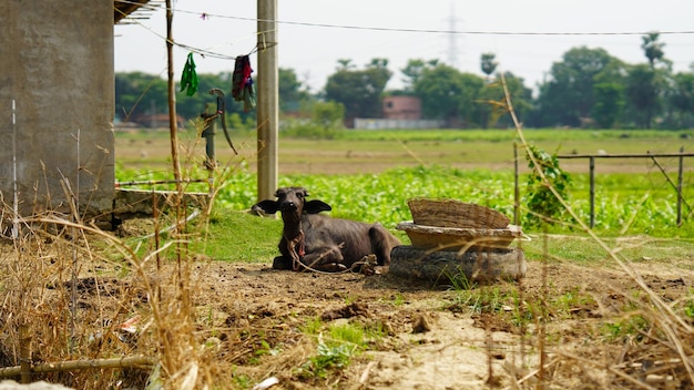 Niño de búfalo negro en el rodaje al aire libre de la granja