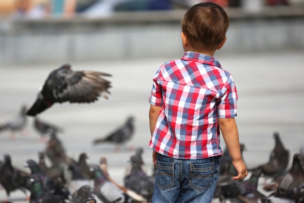 Niño camina cerca de las bandadas de palomas.