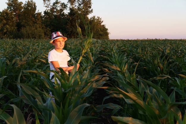 Niño en un campo de maíz. niño alegre con un sombrero sosteniendo hojas de maíz en sus manos. el sol poniente ilumina el rostro. bandera
