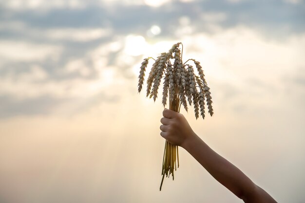 Un niño en un campo de trigo. Enfoque selectivo. Naturaleza.