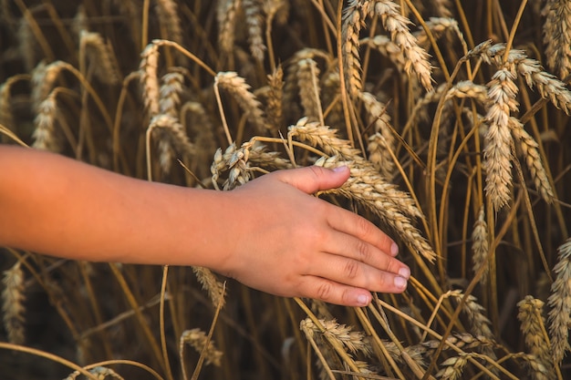 Un niño en un campo de trigo. Enfoque selectivo. Naturaleza.