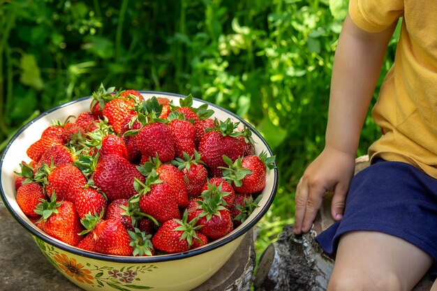 Niño con una canasta de fresas. Los niños ayudan con la cosecha. Naturaleza. Enfoque selectivo.