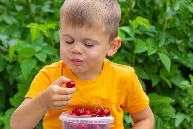 El niño come cerezas en el jardín.