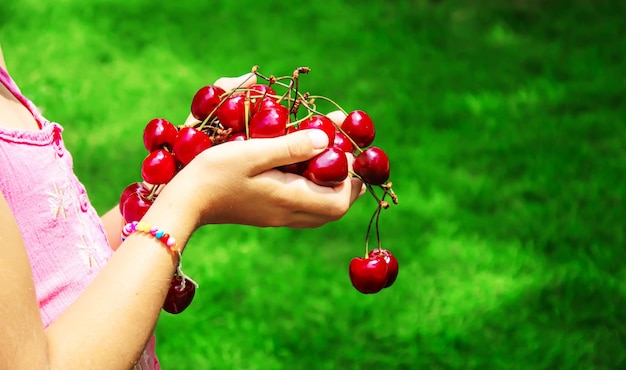 Un niño cosecha cerezas en el jardín Enfoque selectivo