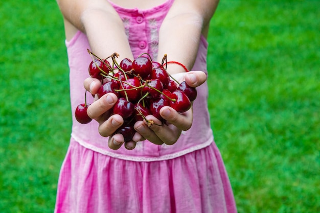 Un niño cosecha cerezas en el jardín Enfoque selectivo