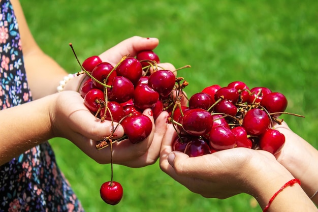 Un niño cosecha cerezas en el jardín Enfoque selectivo