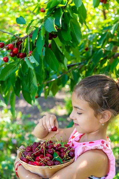 Un niño cosecha cerezas en el jardín Enfoque selectivo