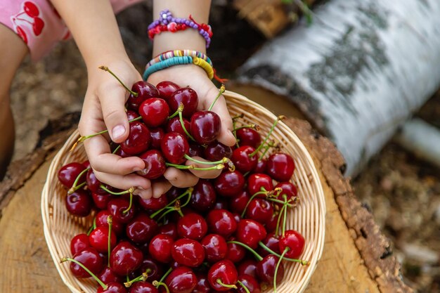 Foto un niño cosecha cerezas en el jardín enfoque selectivo