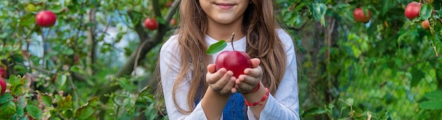 Un niño cosecha manzanas en el jardín Enfoque selectivo