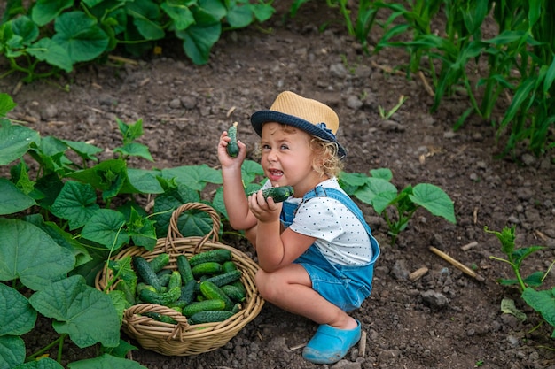 Un niño cosecha pepinos en el jardín Enfoque selectivo