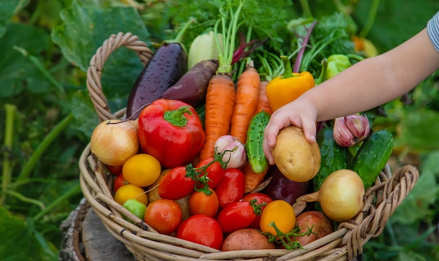 Un niño con una cosecha de verduras en el jardín Enfoque selectivo