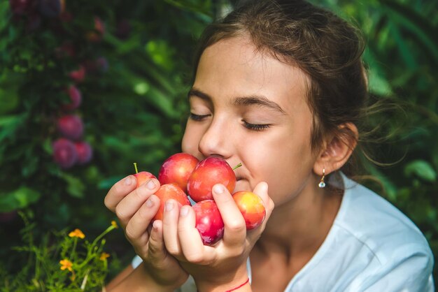 Foto el niño está cosechando ciruelas en el jardín. enfoque selectivo.